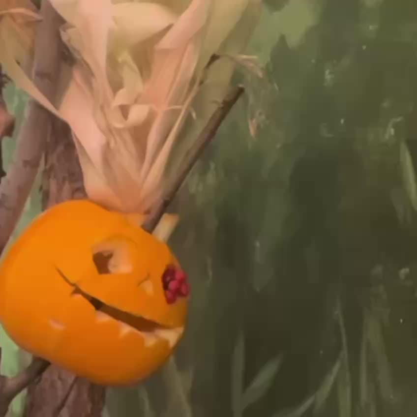 Зоопарки России отмечают осень: праздник тыквы в Екатеринбурге и рождение детенышей в столице