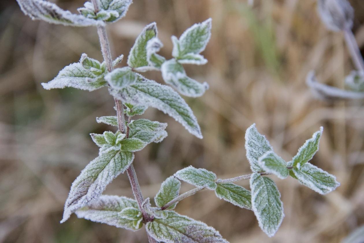 От 0 С до 35 С прогноз погоды на Сахалине и Курилах на 28 декабря В северных и центральных районах Сахалина местами небольшой снег Ветер западной четверти 7 12 м с местами на побережьях 10 15 м с Температура днем от 13 С до 18 С На юге острова временами небольшой снег Ветер западной четверти 7 12 м с местами на побережьях 12 17 м с Температура днем от 6 С до 11 С На Курильских островах временами небольшой снег Ветер юго западный 15 20 м с Температура днем от 0 С до 5 С В Южно Сахалинске временами небольшой снег Ветер западной четверти 7 12 м с Температура днем от 6 С до 8 С   ПОДРОБНЫЙ ПРОГНОЗ   SakhalinMedia Прислать новость