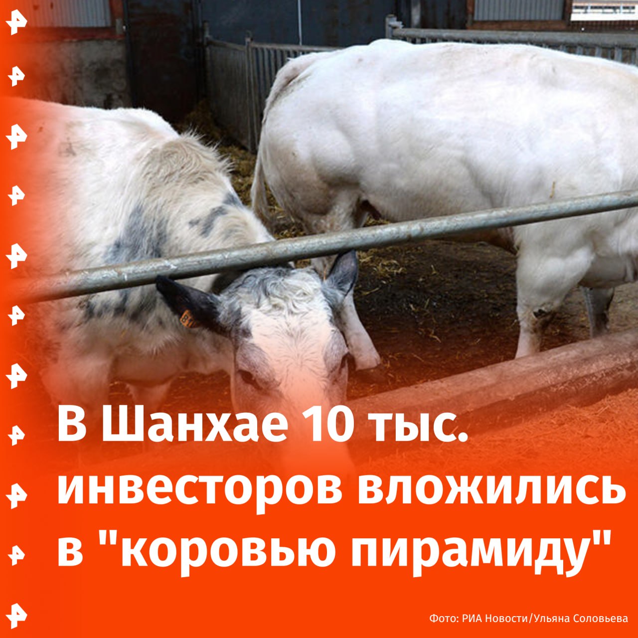 Котлета денег: мошенники обманули тысячи китайских инвесторов, предложив компенсировать их убытки поставками говядины, сообщает South China Morning Post. Суть аферы, по информации газеты, заключалась в том, что мошенники привлекали инвесторов для несуществующего приложения по продаже и разведению скота. Преступники гарантировали неплохой заработок, подкрепляя свои обещания тем, что они якобы владеют фермами за границей и импортируют говядину в Китай. По данным китайской полиции, преступники платили зарубежным фермам, чтобы те разрешили установить камеры и транслировать видео с коровами, создавая видимость реального бизнеса. Однако говядину они закупали на местных оптовых рынках, а не импортировали. "Они не получали прибыль от продажи мяса, а привлекали новых инвесторов, чтобы расплатиться со старыми", — пояснил офицер Лю. В итоге финансовая мошенническая пирамида рухнула, когда оборотных средств не хватило. Всего в схему вложились около 10 тыс. человек, из которых 2 тыс. до сих пор не получили назад 40 млн юаней около 550 млн рублей . Буст Отправить новость