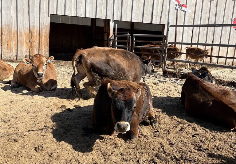 От нескольких сельхозпредприятий осуществляющих свою деятельность на территории Томской области требуют вернуть в региональный бюджет более 15 миллионов рублей Прокуратура региона проверила как соблюдается законодательство при расходовании бюджетных средств в целях оказания мер господдержки сельхозтоваропроизводителям В некоторых случаях хозяйствующие субъекты не достигли предусмотренных соглашениями показателей но средства субсидий в бюджет не вернули К настоящему времени по требованию прокуратуры в бюджет региона возвращено более трех миллионов рублей Подробнее на Бабре томск vtomsk24