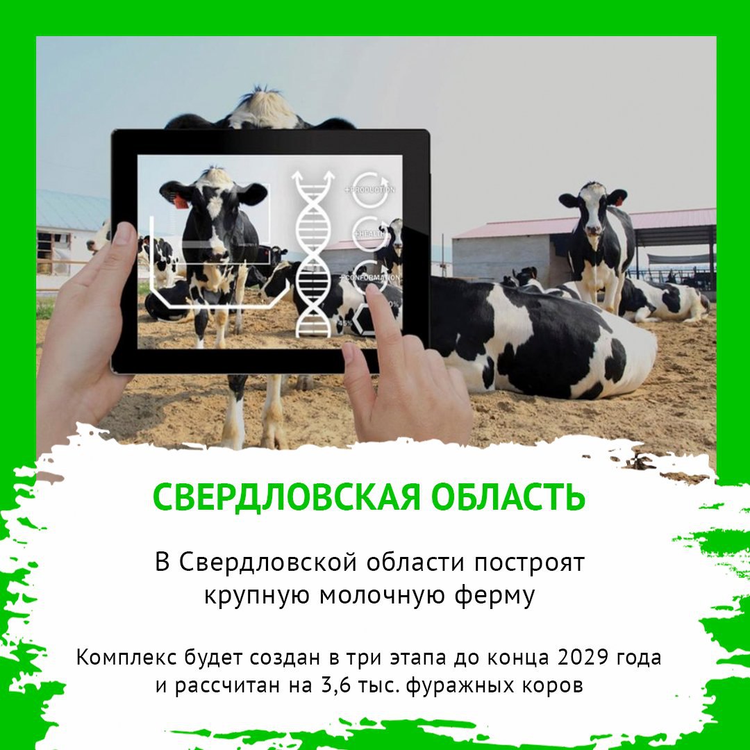 В СВЕРДЛОВСКОЙ ОБЛАСТИ ПОСТРОЯТ КРУПНУЮ МОЛОЧНУЮ ФЕРМУ Группа Синара построит молочно товарную ферму в Свердловской области Комплекс будет создан в три этапа до конца 2029 года и рассчитан на 3 6 тыс фуражных коров Он станет одним из главных поставщиков сырья для Ирбитского молочного завода Для полной автономности на территории комплекса будет создана вся необходимая инфраструктура сообщается на сайте правительства Свердловской области Новая ферма будет оснащена самым современным оборудованием которое позволит соответствовать высоким стандартам содержания животных и производства качественной продукции отметил гендиректор Синары Виктор Леш По словам гендиректора Союзмолока Артема Белова это довольно своевременный проект который соответствуют ключевому тренду отрасли созданию крупных высокотехнологичных производств способных гарантировать стабильные объемы качественного сырья
