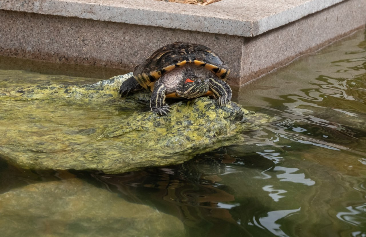 Петербуржцев просят не подбрасывать черепах в Ленинградский зоопарк Сотрудники предупреждают такие подарки могут привести к вспышкам болезней и гибели животных которые там живут Зоопарк не принимает питомцев без ветеринарных справок и карантина Каждый год туда пытаются отдать более сотни животных и для красноухих черепах места уже нет Заводя домашнее животное вы принимаете на себя обязательство заботиться о нём всю его жизнь а это 10 20 или даже 30 лет Если обстоятельства изменились ваша задача найти ему новый дом гуманным и законным способом не подвергая опасности других напомнили в зоопарке Подписывайтесь на наш канал в МАХ agregiruem