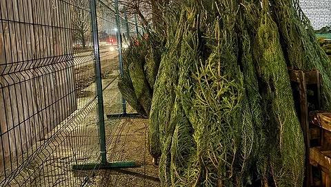 Первый незаконный елочный базар ликвидировали в Петербурге  Официальные елочные базары пока в Северной столице не открывались.