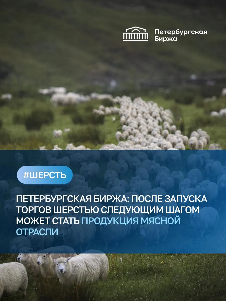 Вице президент Петербургской Биржи Дмитрий Чернышев в рамках деловой программы Кавказского инвестиционного форума рассказал о перспективах масштабирования торгов В частности представитель Биржи принял участие в заседании межведомственного координационного штаба по вопросам развития российского рынка шерсти которое прошло под председательством первого заместителя Главы Совета Федерации ФС РФ Андрея Яцкина Также Дмитрий Чернышев присоединился к панельной дискуссии Овцеводство будущего стратегия и потенциал развития в СКФО В рамках мероприятия были обсуждены стратегические цели и задачи определяющие выход отечественного овцеводства из стагнации и раскрытие потенциала развития отрасли Вице президент Биржи напомнил что 16 апреля в секции Сельскохозяйственная продукция и биоресурсы прошли первые торги овечьей шерстью Внедрение биржевых механизмов является важным шагом для консолидации рынка шерсти в России В ближайшей перспективе мы ожидаем выхода на торги новых отраслевых предприятий отметил он В контексте обсуждения ключевых драйверов развития мясного животноводства на Северном Кавказе представитель Биржи рассказал о возможностях масштабирования торгов в будущем продукция мясной отрасли с большой вероятностью может войти в перечень торгуемых товаров При этом он обратил внимание что биржевая торговля обеспечивающая стандартизированные и контролируемые условия сделок это залог минимизации рисков и расходов для бизнеса Прозрачное ценообразование формирование объективных рыночных цен на основе реального спроса и предложения прямые сделки без посредников возможность увеличения доходности производителей недискриминационный канал доступа к крупнейшим российским компаниям вот основные преимущества вывода продукции на биржу подчеркнул Дмитрий Чернышев ГоворитЭксперт spimexofficial Шерсть spimexofficial