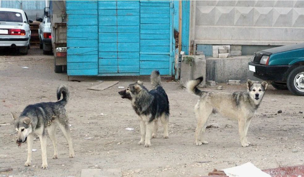Накануне в Каспийске бродячие собаки напали на ребенка Председатель Комитета НС РД по аграрным вопросам природопользованию экологии и охране окружающей среды Асият Алиева прокомментировала произошедший инцидент В Каспийске ребенок стал жертвой нападения стаи бродячих собак Это далеко не первый подобный случай Нападения происходили в Махачкале других городах и районах республики Народным Собранием Республики Дагестан был принят Закон который наделяет органы местного самоуправления муниципальных образований государственными полномочиями по организации мероприятий при осуществлении деятельности по обращению с животными без владельцев Данные полномочия переданы муниципалитетам Проблема безнадзорных животных остается актуальной необходимо продолжить проводить активную разъяснительную работу среди населения чтоб повысить ответственность в обращении с домашними животными Нужно усилить контроль за численностью животных без владельцев в целях пресечения случаев нападения их на людей При этом важно не откладывать и организовать строительство приютов для животных без владельцев Бездомные животные проблема которую невозможно решить с помощью простых и быстрых мер Собаки и кошки оказываются на улице в том числе из за безответственности самого человека