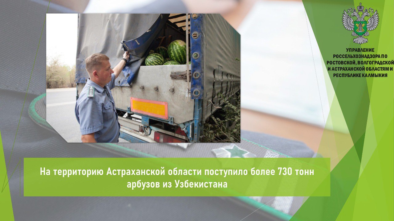 Управлением Россельхознадзора по итогам минувшей недели в Астраханской области проконтролировано 34 партии арбузов 737,6 т поступивших из Узбекистана. Для установления карантинного фитосанитарного состояния продукции Управлением отобраны образцы и направлены в аккредитованную лабораторию. На основании полученных заключений карантинные объекты в продукции не обнаружены. Выдано 34 акта карантинного фитосанитарного контроля. После завершения контрольно-надзорных мероприятий грузы последовали в адреса получателей. #Карантинный_фитосанитарный_контроль #Ввоз_вывоз_транзит Открыть полный текст