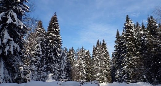 Вологодское маслице from НеШиес Губернатор Вологодской области Георгий Филимонов поздравил работников экологической сферы с профессиональным праздником, который призван напомнить о важной роли этих территорий для сохранения биологического разнообразия и уникальных природных ресурсов нашей страны. @