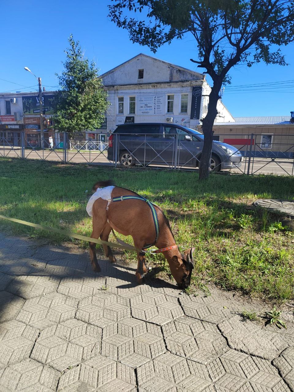 На редкость приличную козу — на поводке и в памперсе — сняли на улицах Белогорска. Животное мирно выгуливалось в компании со своей хозяйкой.   Впрочем, как выяснилось, коза живет в областном центре, а в Белогорске была «по делам».