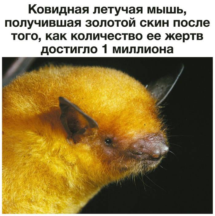 В Китае нашли 2 новых смертельных вируса у летучих мышей — они вызывают воспаление мозга и тяжёлые болезни лёгких. Мыши обитают вблизи фруктовых садов, рядом с человеческими поселениями. Заразиться очень просто: через фрукты, к которым прикасались грызуны. Но самое страшное, что уничтожать этих животных нельзя — они защищают сады от вредителей. Не опять, а снова. первое впечатление