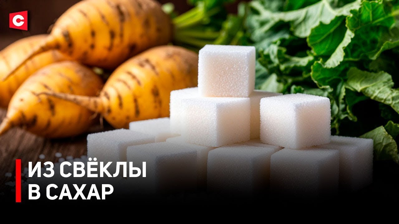 В Гродненской области стартовала уборка и заготовка сахарной свёклы Копку сахарной свеклы начали в пяти районах В сельхозпредприятии Василишки эта уборка корнеплодов самая ранняя за всю историю Дождливое лето помогло культуре созреть быстрее а улучшенная технология ухода за растениями отразилась на урожайности