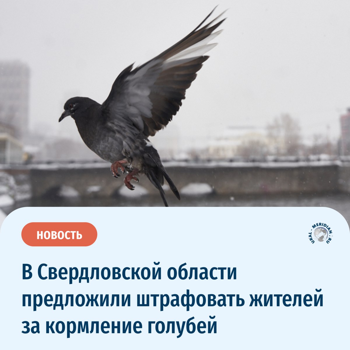 Депутат Заксобрания Свердловской области Вячеслав Вегнер предложил штрафовать за кормление голубей   Депутат считает, что голуби не приносят пользы, а запрет на их беспорядочное кормление уже существует во многих странах мира. При этом с Вегнером также согласны и орнитологи. По мнению специалистов, птицы прекрасно могут обойтись без хлебных крошек.  А вы что думаете?   «Уральский меридиан»