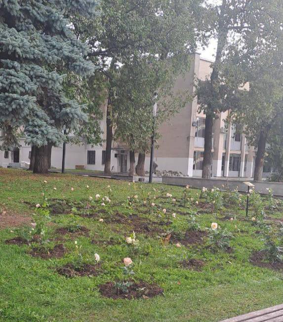 Фанаты Шатунова заявили что найдут укравших белые розы в Уфе Поклонники Юрия Шатунова будут искать пенсионеров выкопавших кусты белых роз которые 6 сентября в день рождения артиста высадили у ГДК Об этом рассказала организатор акции памяти Яна Комаровская Аллея попадает под обзор видеокамер находящихся на столбах вблизи места высадки роз именно по ним фанаты будут вычислять воров Мы намерены обратиться в обслуживающую данные камеры компанию чтобы установить марку машины на которой приезжали копатели Также мы планируем обратиться с запросом на установку камеры направленную на саму аллею заявила Яна Комаровская В случае удачного исхода поисков фанаты певца будут настаивать на восстановлении испорченного места памяти Помимо этого инициативная группа поклонников намерена обезопасить цветы от возможных случаев кражи и уже обратилась в ЧОП Мы надеемся что жители города будут бережно относиться к памятной алее Скоро мы внесем координаты аллеи на карты и отметим как достопримечательность города Уфы сообщила организатор акции Напомним памятное мероприятие прошло в честь 52 летия Юрия Шатунова Его не стало в июне 2022 года АиФ Уфа Подписаться ufa rb прислать новость
