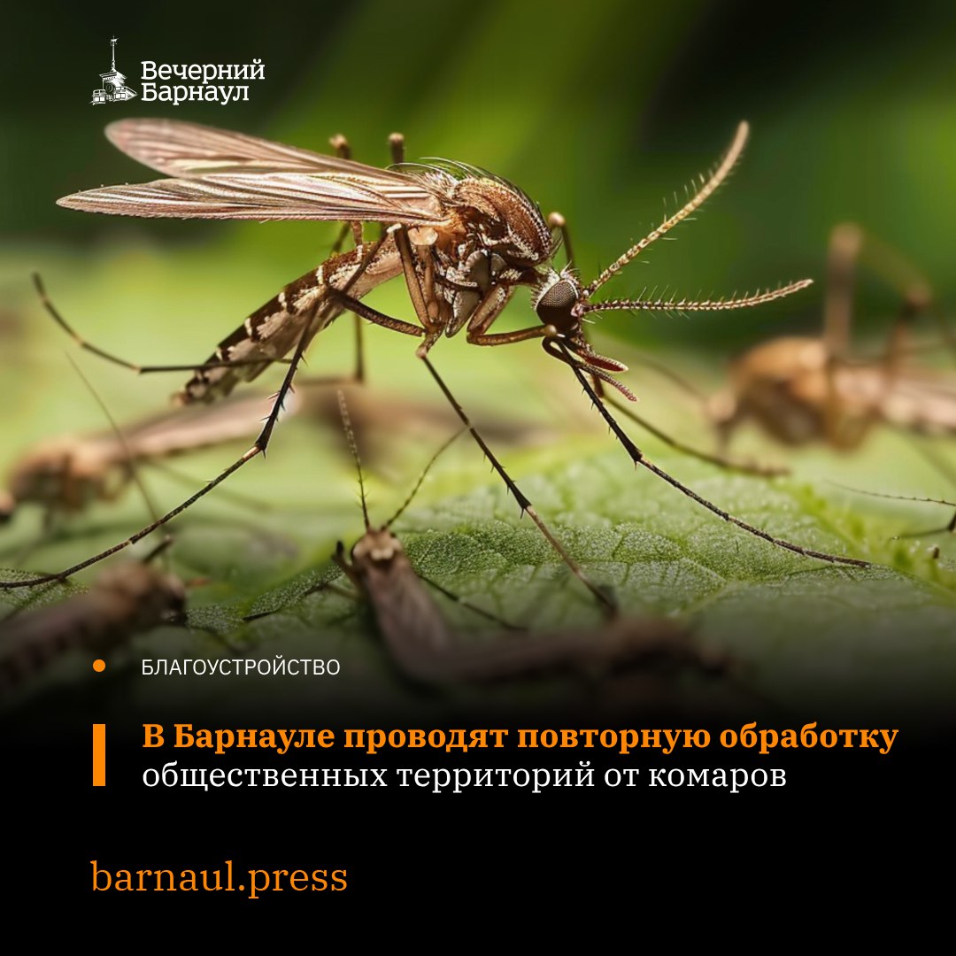 В Барнауле продолжают обрабатывать общественные пространства от комаров. Первичная обработка закончилась на территории города в июне. С улучшением погоды на прошлой неделе специалисты начали повторные работы. От насекомых опрыскали следующие территории: скверы Химиков и Взлётный, сквер имени Германа Титова, площадь Мира, Ленинградскую аллею, аллеи на улицах Георгия Исакова и Малахова, на проспекте Космонавтов, зелёные зоны в границах улиц Ленинградской, Энтузиастов, Антона Петрова и другие. Всего от комаров обработают 37 общественных территорий. Фото: freepik.com