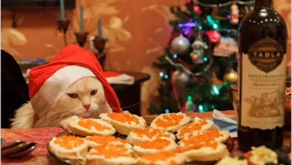 78 россиян назвали бутерброды с красной икрой главным блюдом на Новый год Салат Оливье занял вторую строчку рейтинга его выбрали 75 респондентов Тройку наиболее популярных позиций замыкает запечённое мясо или птица Также в число обязательных блюд праздничного стола вошли различные мясные сырные и овощные нарезки Их планируют подать 62 опрошенных А что будет на вашем новогоднем столе в этом году Бутерброды с красной икрой Салат Оливье Запеченное мясо птица Шампанское и мандарины Сельдь под шубой и холодец Что то новое нестандартное ВСЁ из вышеперечисленного Прислать фото или видео можно через KznOtvetBot А по рекламе ReklamaTatBot