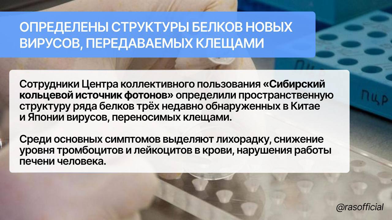 Определены структуры белков новых вирусов, передаваемых клещами  Сотрудники Центра коллективного пользования «Сибирский кольцевой источник фотонов» определили пространственную структуру белков трёх недавно обнаруженных в Китае и Японии, вирусов, переносимых клещами.   Определение структуры белка вирусов — длительный и дорогостоящий процесс. Разработанная программа позволила многократно его ускорить.   Полученные данные позволят лучше разобраться в жизненном цикле исследуемых вирусов и сократить временные затраты на разработку эффективных лекарственных препаратов и вакцин.   Подробнее об исследовании — на сайте РАН.  #Грани_РАН