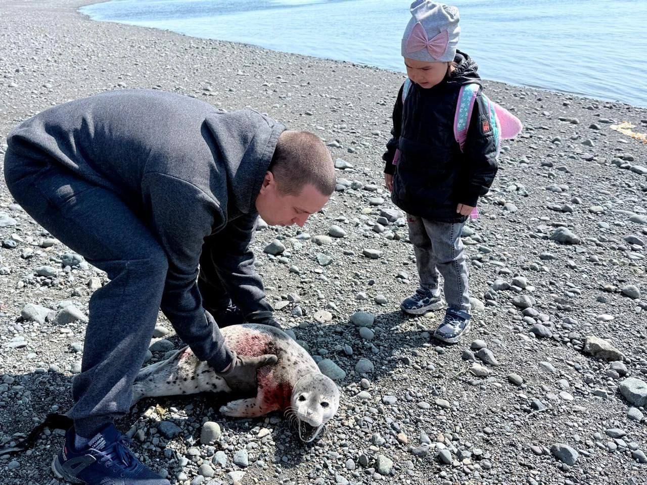 Спасённый нерпёнок: история счастливого возвращения в море В районе села Тиличики местные жители спасли детёныша нерпы, оказавшегося в опасности. Малыш был обнаружен на берегу, где на него напали птицы. Очевидцы оперативно пришли на помощь — они аккуратно помогли нерпёнку добраться до воды. После непродолжительных усилий на мелководье животное смогло уплыть в безопасное место. Творите добро Фото Екатерины Тнечейвине.