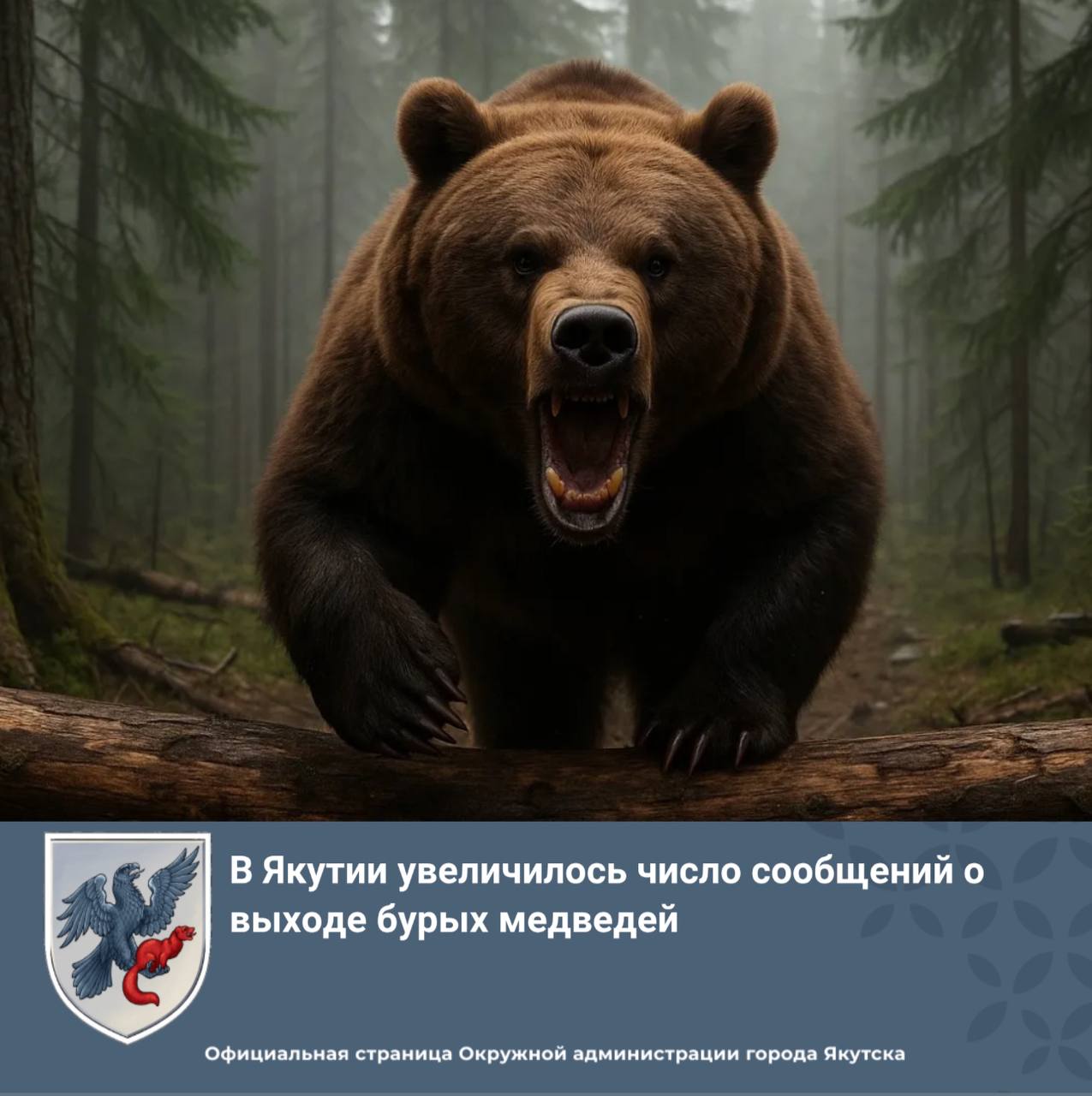 В Якутии увеличилось число сообщений о выходе бурых медведей В последние годы на территории Республики отмечается рост случаев подхода медведей к населенным пунктам. Основные причины увеличения встреч с медведями: - рост популяции бурого медведя связан с сокращением охоты из-за снижения спроса на медвежьи шкуры и мясо . - нехватка естественной пищи. Из-за неурожая ягод медведи вынуждены искать пропитание вблизи человеческого жилья, включая свалки населенных пунктов, промышленных площадок недропользователей и т.д. - потеря страха перед человеком. Некоторые медведи, особенно молодые или старые особи, привыкают к присутствию людей, питаясь на свалках, становятся более агрессивными. - промышленное освоение территорий. Разработка месторождений, вырубка лесов и строительство дорог нарушают естественную среду обитания медведей, вынуждая их мигрировать ближе к людям. В связи с появлением их в опасной близости с человеком, территориальными подразделениями Министерства проводится информирование населения о правилах поведения в лесу и при встрече с хищником. С апреля по 18 июля т.г. всего вынесено 248 решения на регулирование численности 444 особей бурых медведей, из них добыты 128 особей. Решение по регулированию численности крупных хищников выносится на срок 30 календарных дней. При появлении бурого медведя в опасной близости с населенным пунктом или созданием угрозы ж изни и здоровью человека, необходимо обращаться по номеру 112 или в ведомства, указанные выше для принятия мер по регулированию численности. Подробнее: