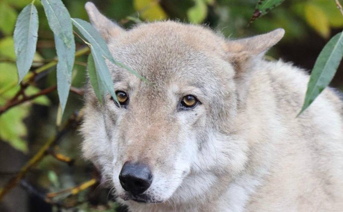 В Московском зоопарке умер серый волк Тарзан Как уточнили в столичном зоосаде долгое время он страдал от онкозаболевания Наши ветеринарные врачи сделали всё возможное однако спасти его не удалось Тарзан родился весной 2012 года в филиале Московского зоопарка в зоосаде в вотчине Деда Мороза в Великом Устюге Спустя год он переехал на городскую территорию и после прохождения карантина поселился в просторном вольере вместе с самкой Радой говорится в Telegram канале зоопарка Подписаться на Говорит Москва Telegram VK MAX