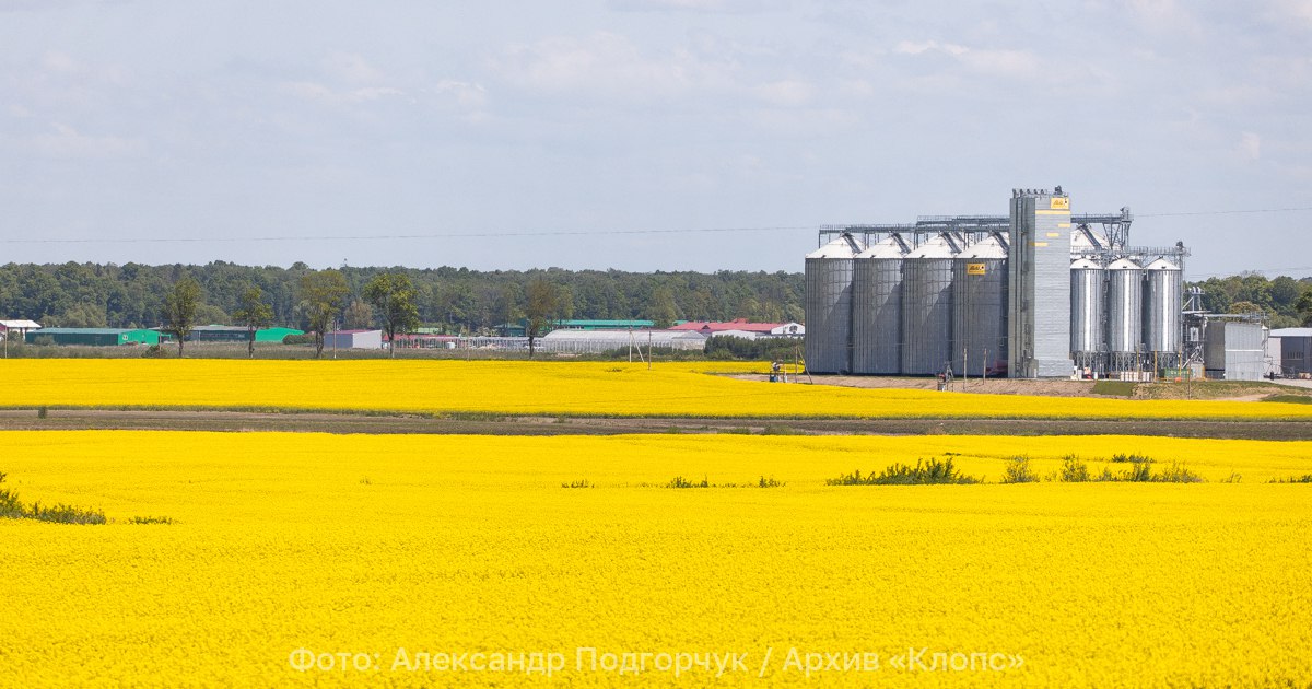 Производство рапсового масла в России за год выросло на 20 Производство растительных масел в октябре 2025 года в России достигло рекордных показателей 968 тыс тонн При этом рапсовое масло на 22 увеличило свою долю в переработке Аграрии всё чаще переключаются на рапс и сою из за падения рентабельности зерновых и растущего экспортного потенциала Аналитики обращают внимание что наиболее выраженную позитивную тенденцию показывает рапсовое масло Объём выпуска именно этого вида масла в сентябре октябре оценивают в 330 тыс тонн При этом производство подсолнечного масла за два месяца сезона по оценке экспертов сократилось на 6 9 до 1 08 млн тонн соевого прибавило 38 9 до 250 тыс тонн Рапсовое и соевое масло активно закупают импортёры российской продукции Китай Индия и Алжир Одновременно выросли и оптовые цены тонна рапсового масла в декабре торговалась по 1 26 тыс долларов 11