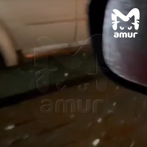 На трассе Хабаровск-Владивосток погиб амурский тигр в результате ДТП