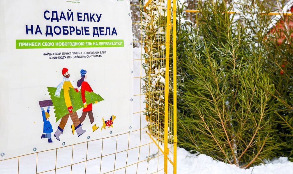 Традиционная акция по переработке новогодних деревьев Елочный круговорот начнется второго января в Москве в 11 й раз сообщается на сайте мэра и правительства Москвичи смогут принести новогодние деревья в точки сбора до первого марта Подобрать ближайший пункт приема хвойных деревьев можно на карте экологического проекта Экоточки Москвы moscow on air