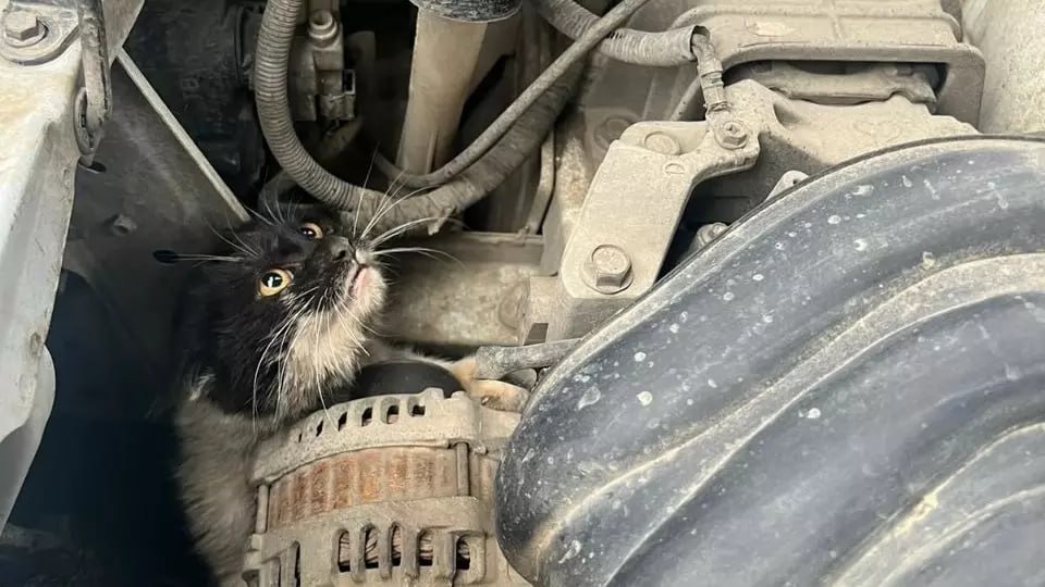 Кота намотало на ремень в уфимском автомобиле  Спасатели Управления гражданской защиты извлекли подкапотного обитателя — перепуганного бездомного кота.  Об этом событии сообщается с нотками юмора и сочувствия, ведь пушистый питомец застрял в автомобиле, зацепившись за ремень, и находился в паническом состоянии.  Чем же закончилась эта приключенческая история для кота, читайте в нашем материале.