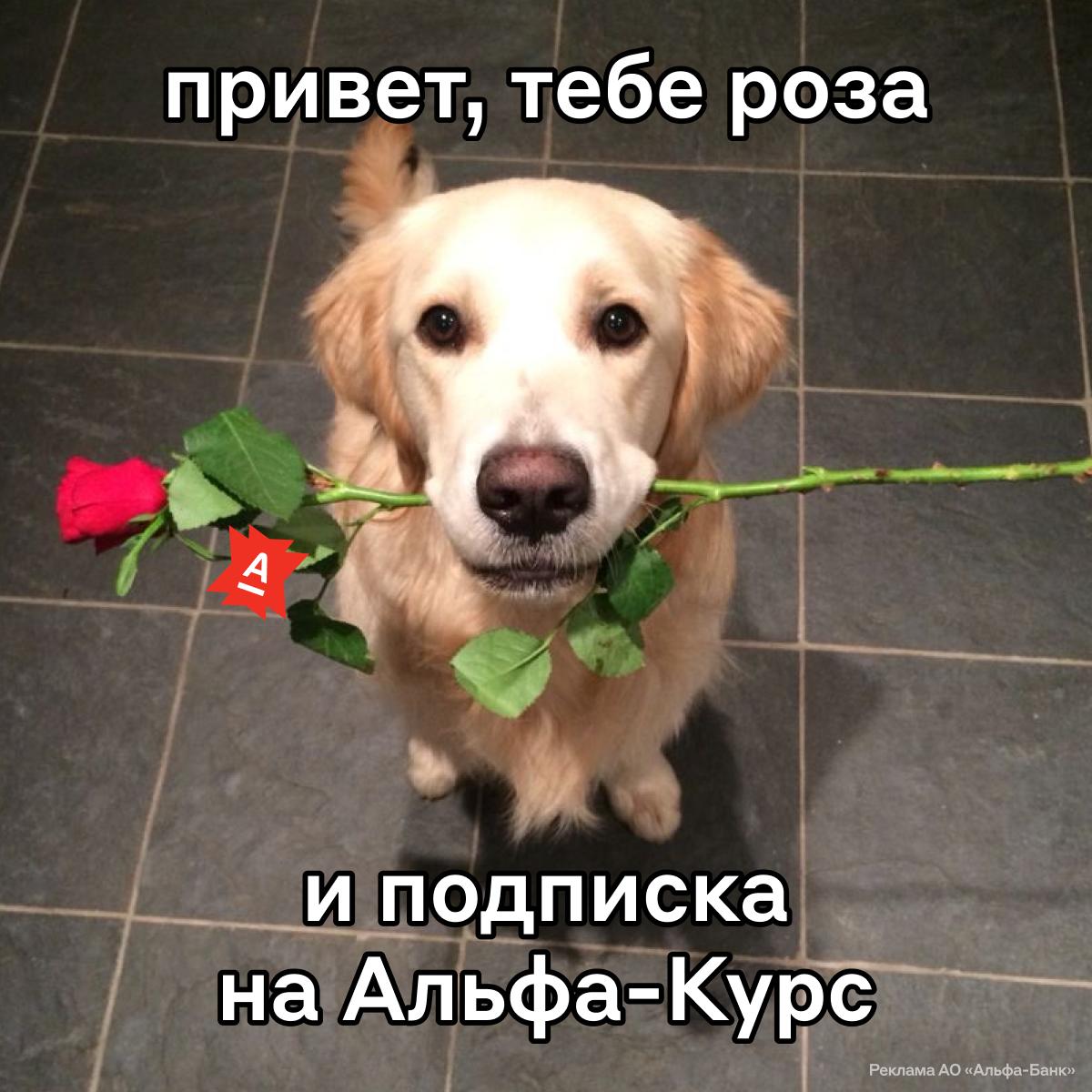 Бустим бизнес скиллы Альфа Банк разыграет 100 подписок на платформу Альфа Курс Победители получат доступ к 80 курсам и подкастам от экспертов банка и топов индустрии В них расскажут как концентрироваться строить бизнес с нуля и развивать маркетинг можно записывать в цели на новый год