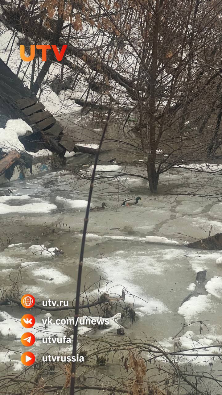 Частный сектор в центре Уфы затопило талыми водами  Как сообщили UTV подписчик, подтопы произошли сразу в нескольких домах на улице Новокустарной.