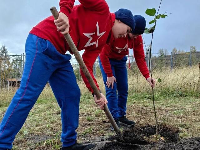 Курсанты Нахимовки посадили сто деревьев в Мурманске  Сотню деревьев высадили на территории мурманского филиала Нахимовского военно-морского училища в Мурманске. Озеленением занимались 40 курсантов учебного заведения при поддержке программы «Мир новых возможностей» компании «Норникель», Движения за экологию «Друзья окружающего мира» и Проектного офиса развития Арктики.  Под руководством специалистов Полярного альпийско-ботанического сада-института определили три зоны для посадок и четыре разновидности деревьев и кустарников — не простых, а адаптированных к северному климату. Это кустарниковый ольховник, рябинолистный рябинник, венгерская сирень и канадская ирга.  Идея совместной высадки появилась еще весной, перед летними каникулами, а осуществить ее удалось в октябре, как раз перед первым снегом.