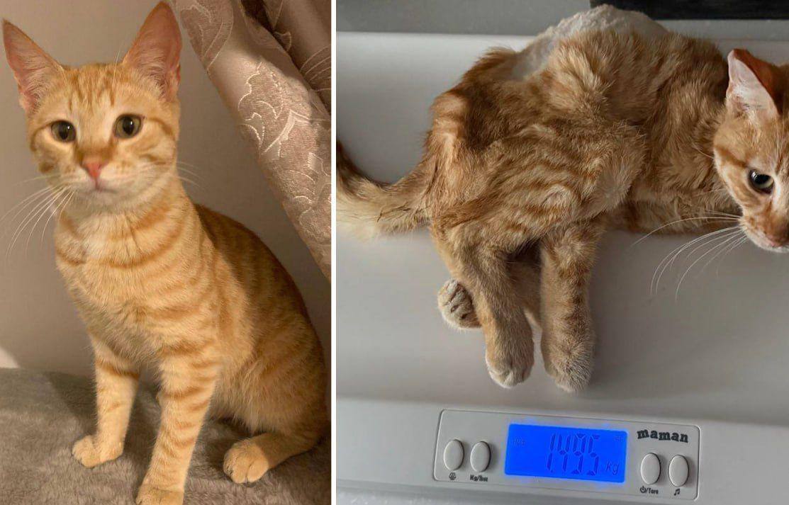 Котенок из приюта в Москве попал в руки девушки, которая месяц морила его голодом — волонтеры сообщают, что малыш весил 1,5 килограмма, не мог стоять и ел только из шприца.   Как сообщает Mash, осмотр выявил у маленького Джека неврологическую форму инфекционного перитонита.   Волонтеры отказались возвращать его бывшей хозяйке, из-за чего та обратилась в полицию — она считает, что 50 грамм еды в день достаточно для котенка, а также, что волонтеры «украли» у нее животное.