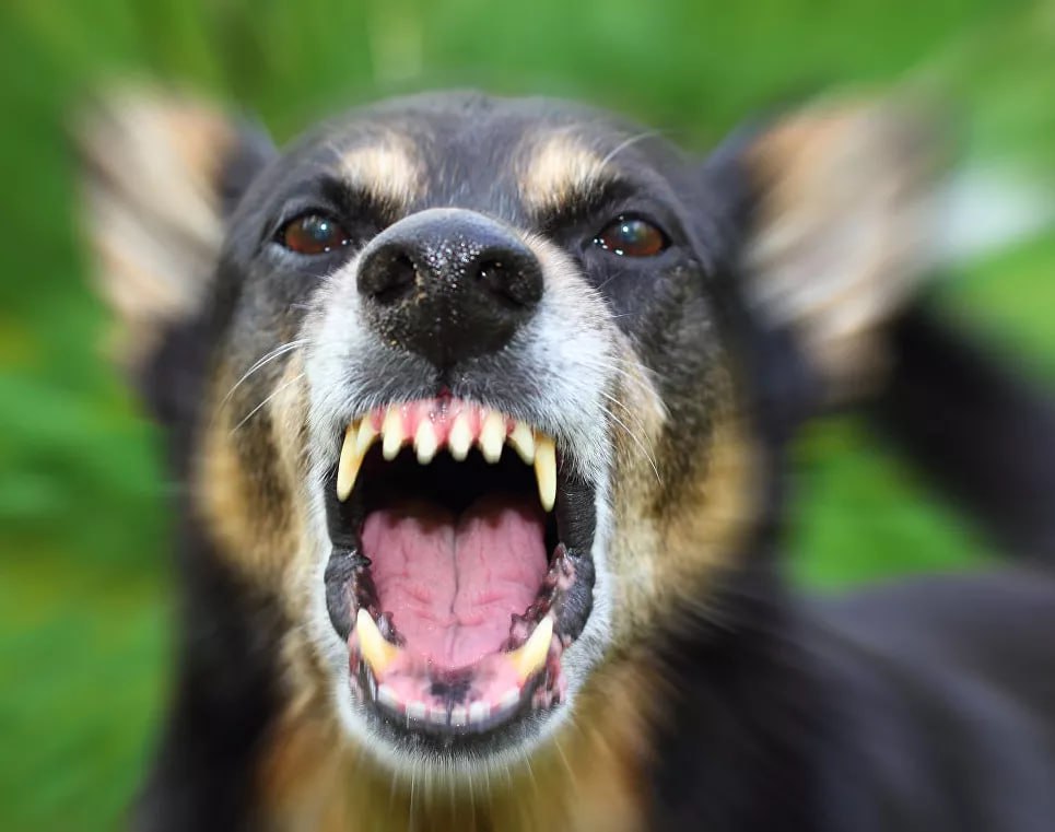 Собаки напали на двухлетнего ребенка в Симферополе Возбуждено уголовное дело сообщили в главном следственном управлении Следкома по Крыму и Севастополю В настоящее время пострадавшему оказывается медицинская помощь назначена соответствующая экспертиза проводятся необходимые следственные действия говорится в сообщении Прокуратура Симферополя также проверяет информацию о нападении из социальных сетей 0   Подписаться на РИА Новости Крым в Telegram MAX VK