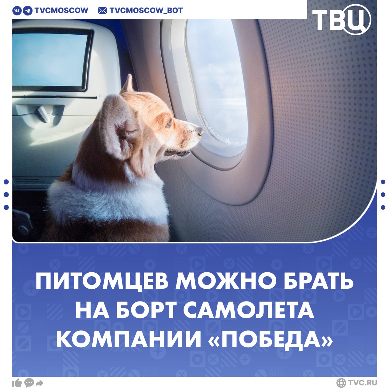 С животными можно Авиакомпания Победа разрешила перевозить питомцев в самолете Пассажирам теперь доступна услуга Питомец на кресле Животное должно сидеть у окна и в специальной переноске определенных размеров а его владелец на кресле по центру Вес питомца с переноской должен быть меньше 15 килограммов Победа также добавила новый формат ручной клади в размере XL Габариты ручной клади 55х40х25 сантиметров Подписаться на Город новостей в MAX