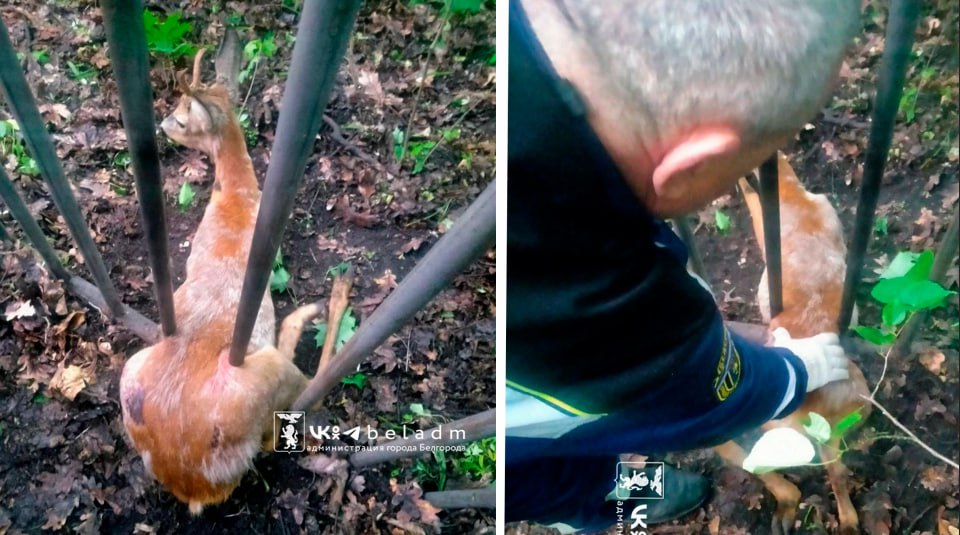 В Белгороде спасли застрявшую в ограждении косулю Необычный инцидент произошел на улице Раздобаркина: в металлическом заборе застряла косуля. Испуганное дикое животное не могло выбраться самостоятельно. На помощь оперативно прибыли сотрудники поисково-спасательного отряда. Сработали слаженно — косулю освободили без единой царапины и отпустили обратно в дикую природу. Подписывайся на "Голос Белгорода"
