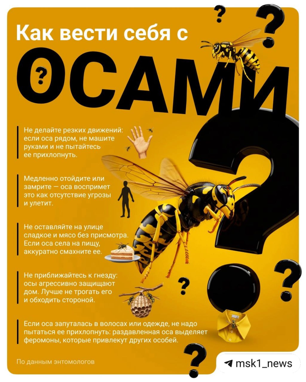 В этом году осы стали особенно агрессивными и обидчивыми. Россияне массово жалуются на укусы и нападения насекомых. По словам зоолога Ильи Гомыранова, нет ничего удивительного в таком количестве насекомых. Раз в несколько лет популяция ос падает, а потом снова растёт. Последний пик был в 2014 году, и следующий, видимо, пришёлся на 2025-й. Эксперты отмечают, что август — пик максимальной активности ос, поэтому может казаться, что их стало больше. О том, как защититься от полосатых насекомых и снизить риск укуса, рассказали в карточке А вас этим летом часто жалили осы? — да, постоянно — нет, ни разу