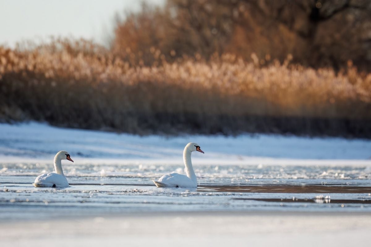 Пара шипунов облюбовала водоем в Орловском полесье     На одном из водоемов в Орловском полесье решила зазимовать пара лебедей. Шипуны попали в объектив фотографа.  ↗  Прислать новость   Подписаться