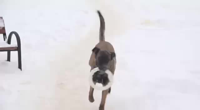 Овчарка Кинг помогает поддерживать чистоту в Раменском