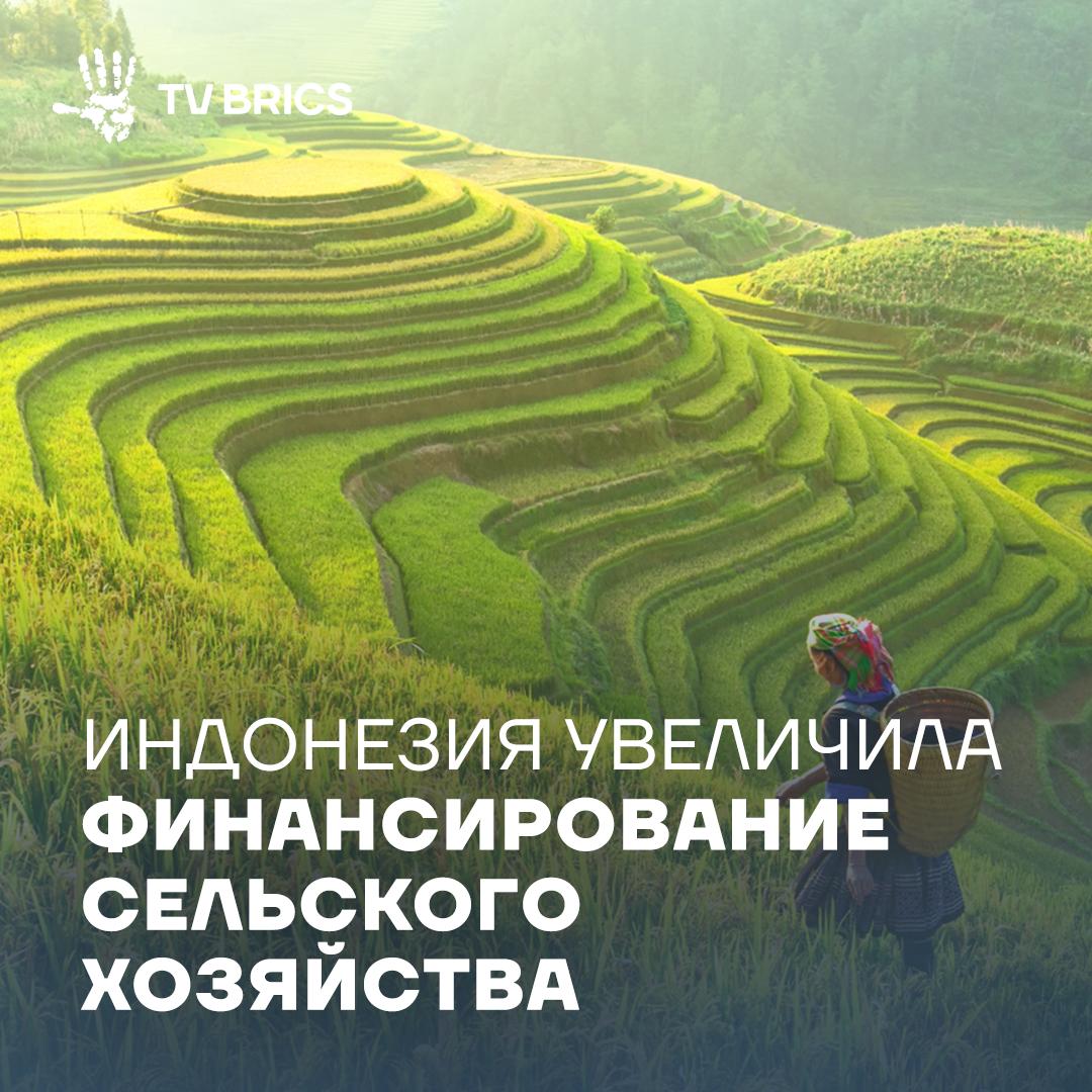 Правительство Индонезии объявило об увеличении бюджета на развитие сельского хозяйства Министр сельского хозяйства Анди Амран Сулейман сообщил что ведомство выделит на сельское хозяйство около 40 трлн рупий около 19 6 трлн руб В 2026 году министерство планирует реализовать четыре основные программы Первая увеличить производство риса кукурузы и сои Вторая улучшить обработку и экспорт сельхозпродукции Третья обучать фермеров и активно внедрять механизированные ирригационные системы Четвертая провести административную реформу и сделать работу министерства более эффективной Подписывайтесь на TV BRICS
