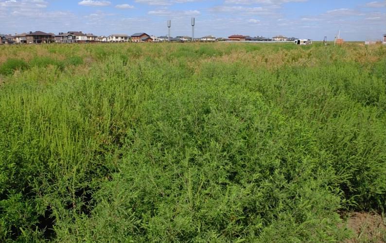 В Шолоховском районе Ростовской области ввели карантин из-за амброзии Ростовская область продолжает борьбу с опасным сорняком – амброзией полыннолистной. Как сообщили в региональном управлении Россельхознадзора, карантинный режим введён уже в четвёртом районе региона. Новый очаг распространения карантинного растения обнаружен в Колундаевском сельском поселении Шолоховского района. Специалисты зафиксировали заросли амброзии на площади 35,4 гектара. В связи с этим вблизи хутора Колундаевского установлен фитосанитарный карантин на территории 178,85 гектара. Ранее аналогичные меры были приняты в трёх других районах области: Миллеровском, Матвеево-Курганском, Аксайском. Амброзия полыннолистная представляет серьёзную угрозу как для сельского хозяйства, так и для здоровья людей, вызывая сильные аллергические реакции в период цветения. Ведомство продолжает мониторинг ситуации и принимает меры по локализации очагов распространения опасного растения.