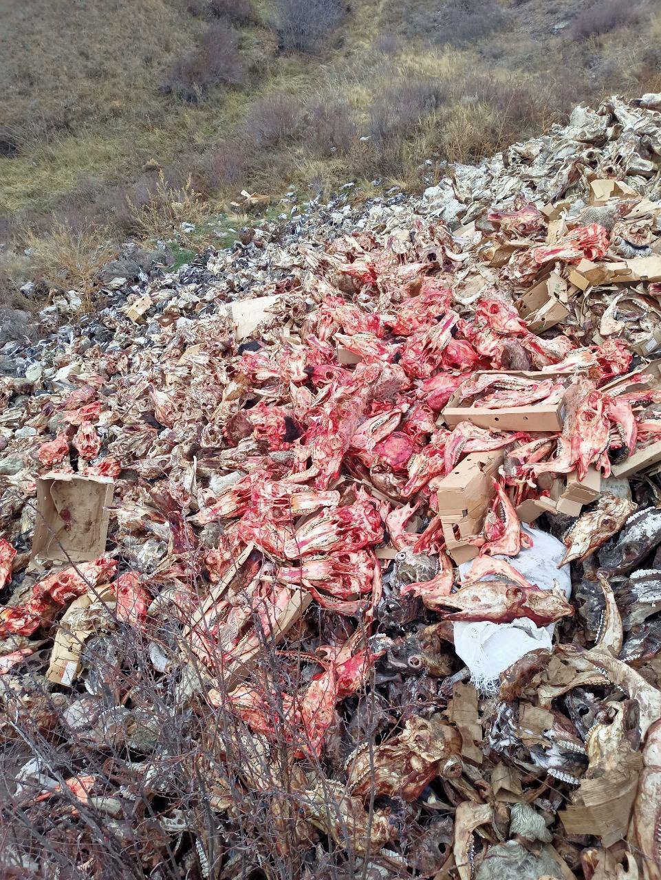 В Черногорске коммунальные службы с сегодняшнего дня начнут вывозить черепа животных, обнаруженных под Пригорском.   Об этом ИА Хакасия рассказал глава города Василий Белоногов. По его словам, сотрудниками мэрии уже написано заявление в правоохранительные органы.  "Сложилось впечатление, что останки животных свозились одними и теми же лицами в одно место несколько раз. Мы обратились в полицию. Сейчас стражи порядка ищут нарушителей", - прокомментировал глава Черногорска.  Напомним, на минувшей неделе в окрестностях Пригорска была обнаружена огромная несанкционированная свалка биологических отходов.