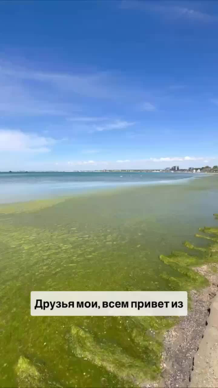 Анапа: побережье центрального пляжа покрыто водорослями