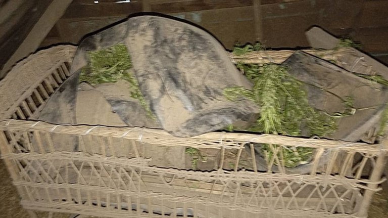 Полицейские по оперативной наводке задержали брянца за хранение конопли   guberniya tv kriminal 321714 В отношении жителя Клинцовского района возбуждено уголовное дело за хранение наркотических веществ ƃℾ подписаться прислать новость