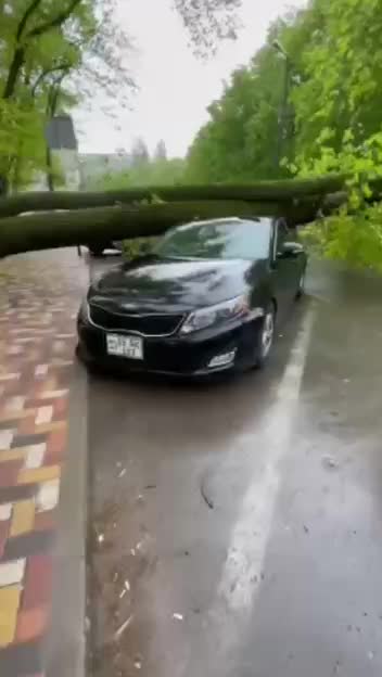 Дерево упало на припаркованный автомобиль в Ставрополе, никто не пострадал