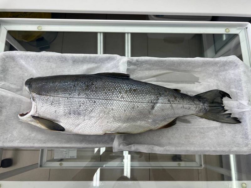 Две партии камчатской горбуши признали непригодными для реализации Специалисты лаборатории Камчатского филиала Национального центра безопасности рыбной и сельскохозяйственной продукции обнаружили несоответствия в двух партиях рыбы сообщили РАИ КАМЧАТКА ИНФОРМ в учреждении 22 сентября 2025 года в испытательной лаборатории завершились исследования качества и безопасности двух образцов мороженой горбуши Общий объем партии составил почти 1 5 тонны Образцы исследовали на соответствие требованиям действующих технических регламентов О безопасности пищевой продукции и О безопасности рыбы и рыбной продукции а также на такие показатели токсичные элементы нитрозамины радионуклиды биогенные амины пестициды микробиологические показатели и паразитарная чистота По результатам экспертизы выявлены несоответствия по органолептическим показателям внешний вид и цвет рыбы не соответствуют установленным нормам Это может свидетельствовать о нарушениях условий хранения или производства и делает продукцию непригодной для реализации КАМЧАТКА ИНФОРМ новости Камчатки в Telegram Фоторепортажи и эксклюзивные материалы на kamchatinfo com НАПИСАТЬ НАМ
