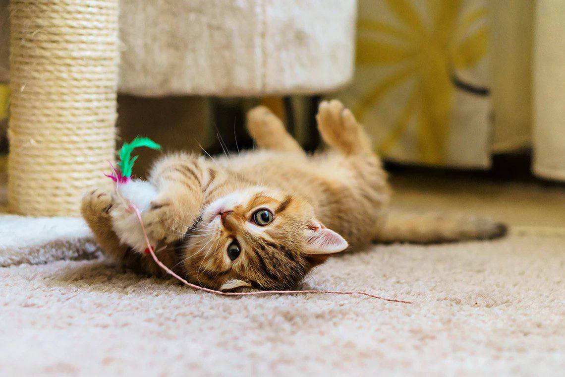 Мятый Шакшука и Котлета эти и другие клички давали хозяева котов своим питомцам в Подмосковье В список необычных имен также вошли Гремлин Шрек Лукойл Гараж Ламборджини Нарзан Клюква и Булочка