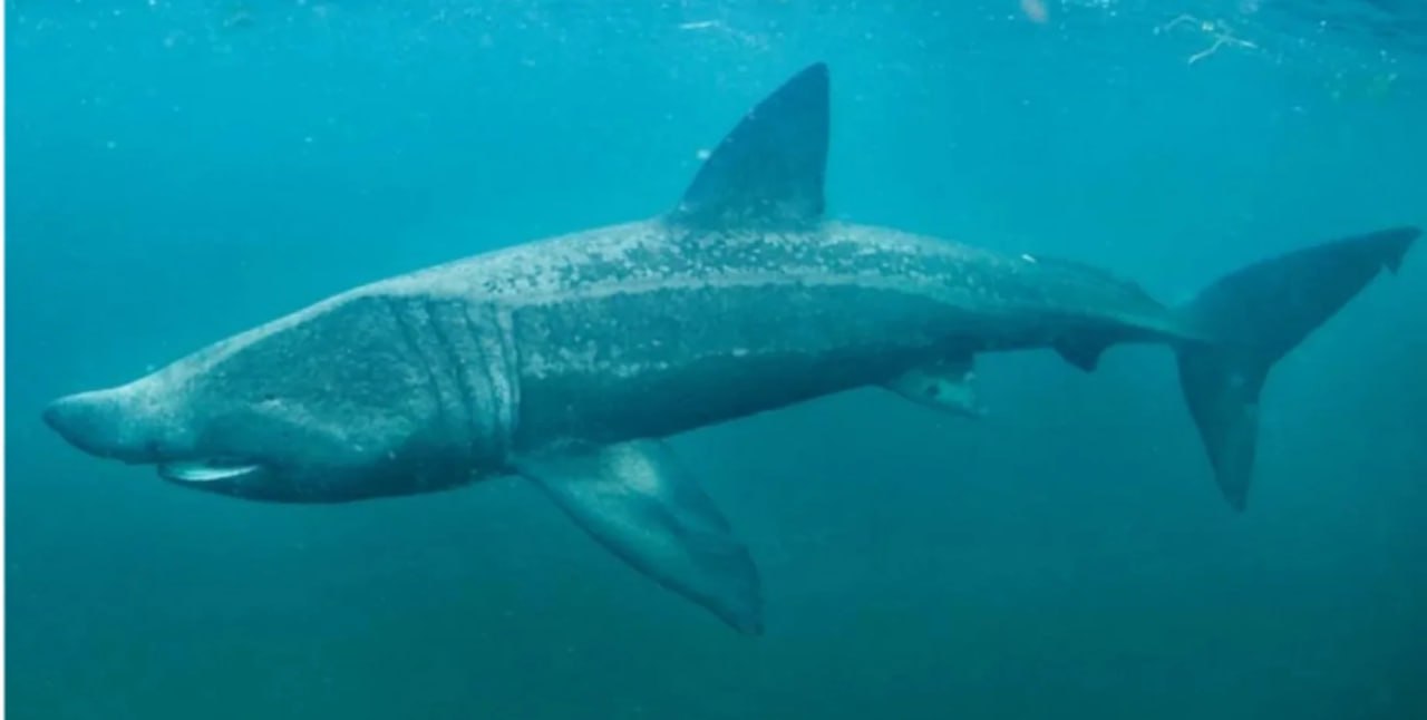 Монстр из Челюстей существует гигантскую акулу длиной 9 м заметили у острова В Сети появилось видео огромной акулы длиной до 8 метров Гигантского хищника запечатлели на камеру в водах у острова Мартас Винъярд недалеко от Кейп Кода в США Подробнее читайте в нашей рубрике Фокус Наука