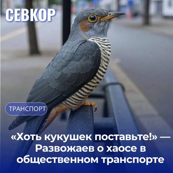 Губернатор Михаил Развожаев жёстко прошёлся по перевозчикам на аппаратном совещании. По его словам, из-за неработающего ГЛОНАССа водители «совсем разбаловались» — опоздания на маршрутах доходят до 30 минут. «Хоть кукушек по старинке ставьте на маршруты! Что-то перевозчики расслабились. Пользуются отсутствием контроля — это недопустимо», — заявил он. Развожаев поручил усилить контроль и провести выездные проверки. Допустимое опоздание, даже в сезон пробок, по его словам, — не более 10 минут. Отдельно губернатор напомнил: городской перевозчик должен быть примером, а не участником бардака. Читайте Севкор