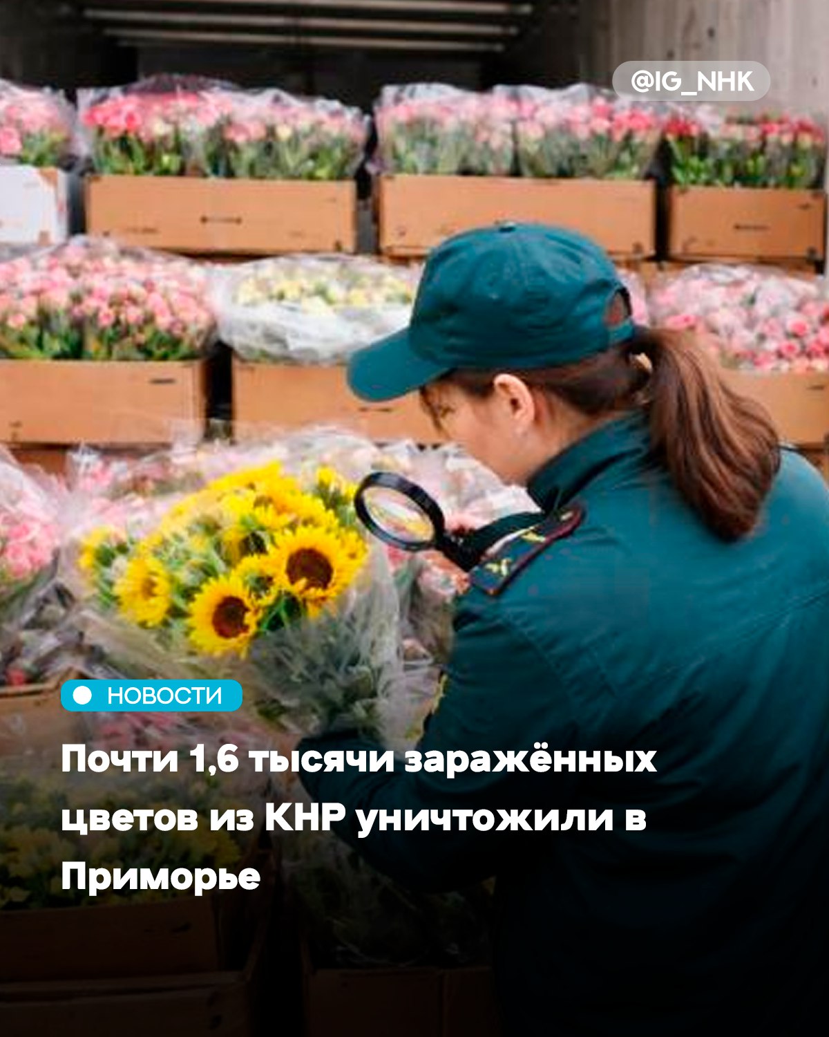 Крупную поставку цветов из Китая остановили на границе Приморья из за карантинного вредителя Нарушение выявили инспекторы Россельхознадзора на фитосанитарном посту Пограничный сообщает РИА VladNews со ссылкой на ведомство Опасный западный цветочный трипс обнаружили в срезах подсолнечника Заражёнными оказались почти 1 6 тысячи растений из общей партии свыше 111 тысяч штук Поскольку ввоз продукции с карантинными объектами запрещён владелец груза компания из Владивостока принял решение об уничтожении цветов на специализированном полигоне С начала 2026 года это уже шестнадцатый случай выявления трипса в импортной цветочной продукции из КНР Источник Афиша Daily