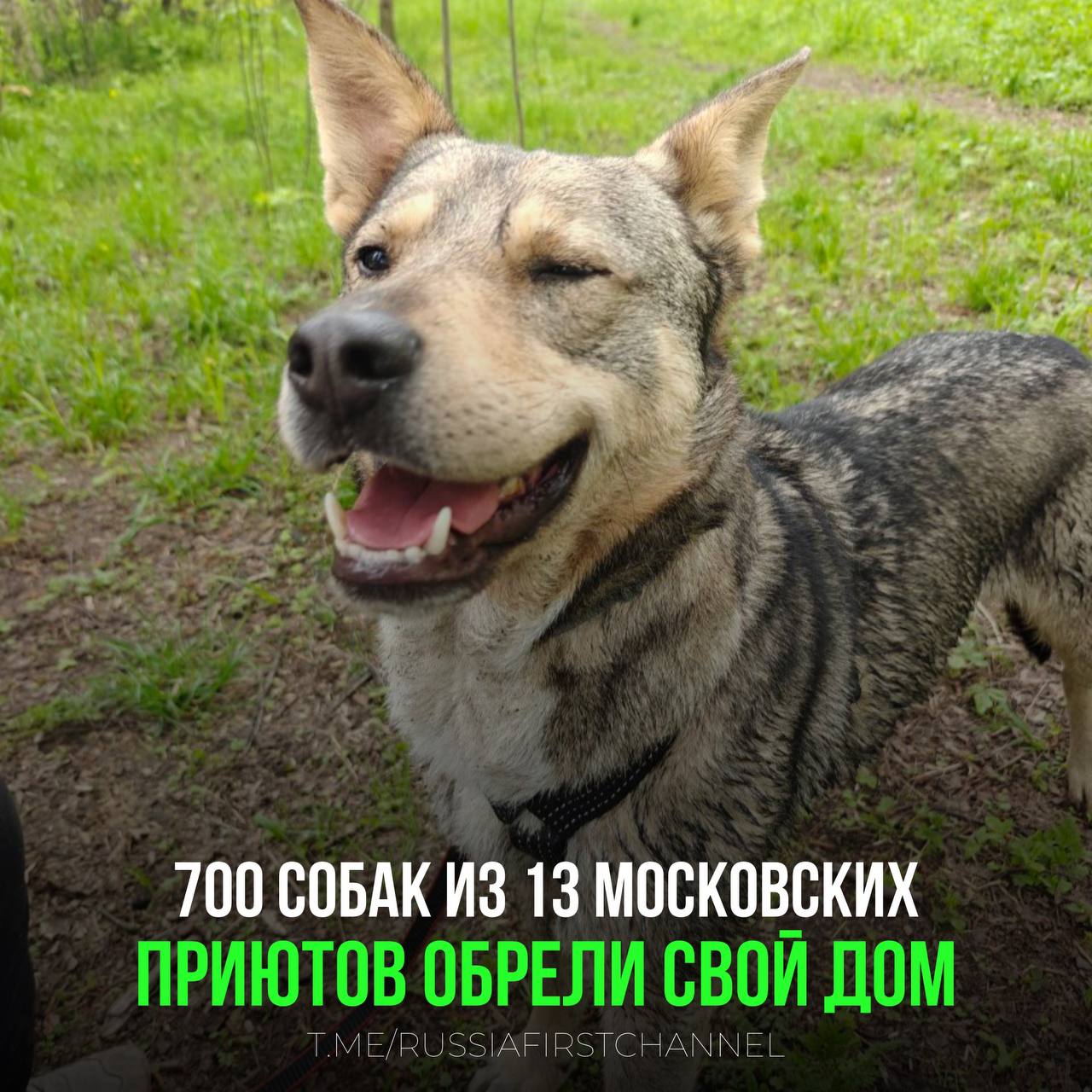 За полгода 700 собак из 13 московских приютов обрели дом Это стало возможным благодаря специальным городским выставкам, а также «открытым дням» — когда люди приезжают в приюты и идут с собаками на прогулку с сопровождающими волонтёрами . Ставьте , чтобы у всех хвостиков появились любящие хозяева и собственный дом! РОССИЯ Чат