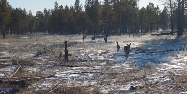 Красная книга Забайкалья о животных издана региональным Минприроды совместно с учеными Красная книга Забайкальского края том Животные издана региональным Минприроды совместно с учеными сибирского отделения Российской Академии наук читинского института природных ресурсов экологии и криологии института систематики и экологии животных Новосибирска института общей и экспериментальной биологии города Улан Удэ и заповедника Даурский В новое издание включены 170 видов животных что на 35 видов меньше чем в предыдущей версии Красной книги Изменения связаны с обновлёнными данными о численности и распространении животных