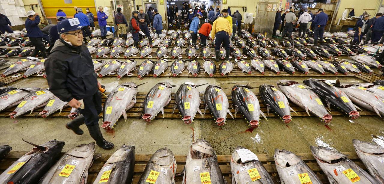 Китай согласился возобновить импорт японских морепродуктов. Его китайские власти прекратили в августе 2023 года после начатого Японией сброса воды, использовавшейся для охлаждения реакторов аварийной АЭС "Фукусима-1". Китай даже демонстративно отказался от импорта декоративных карпов кои. Для японских рыбаков закрытие главного для них китайского рынка стало настоящим ударом, поэтому им пришлось выдумывать разные оригинальные способы сбыта своих уловов. Не обошлось тут и без армии США. Но впереди, кажется, появился просвет: Обе страны договорились о технических требованиях для возобновления экспорта морепродуктов в Китай, - приводит агентство "Киодо" слова главного секретаря кабинета министров Японии Есимасы Хаяси. В скором времени власти Китая должны будут опубликовать официальное уведомление о смягчении запрета. После этого откроется регистрация для японских предприятий, занимающихся морепродуктами. Россия, к слову, запрет на мизерные поставки японских морепродуктов тоже якобы тогда ввела и до сих пор его не сняла. Хотя разговоры были. ™ Рыбхоз. Всё о рыбе